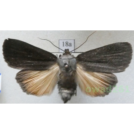 Amphipyra livida (Denis & Schiffermüller, 1775) Slovakia18a